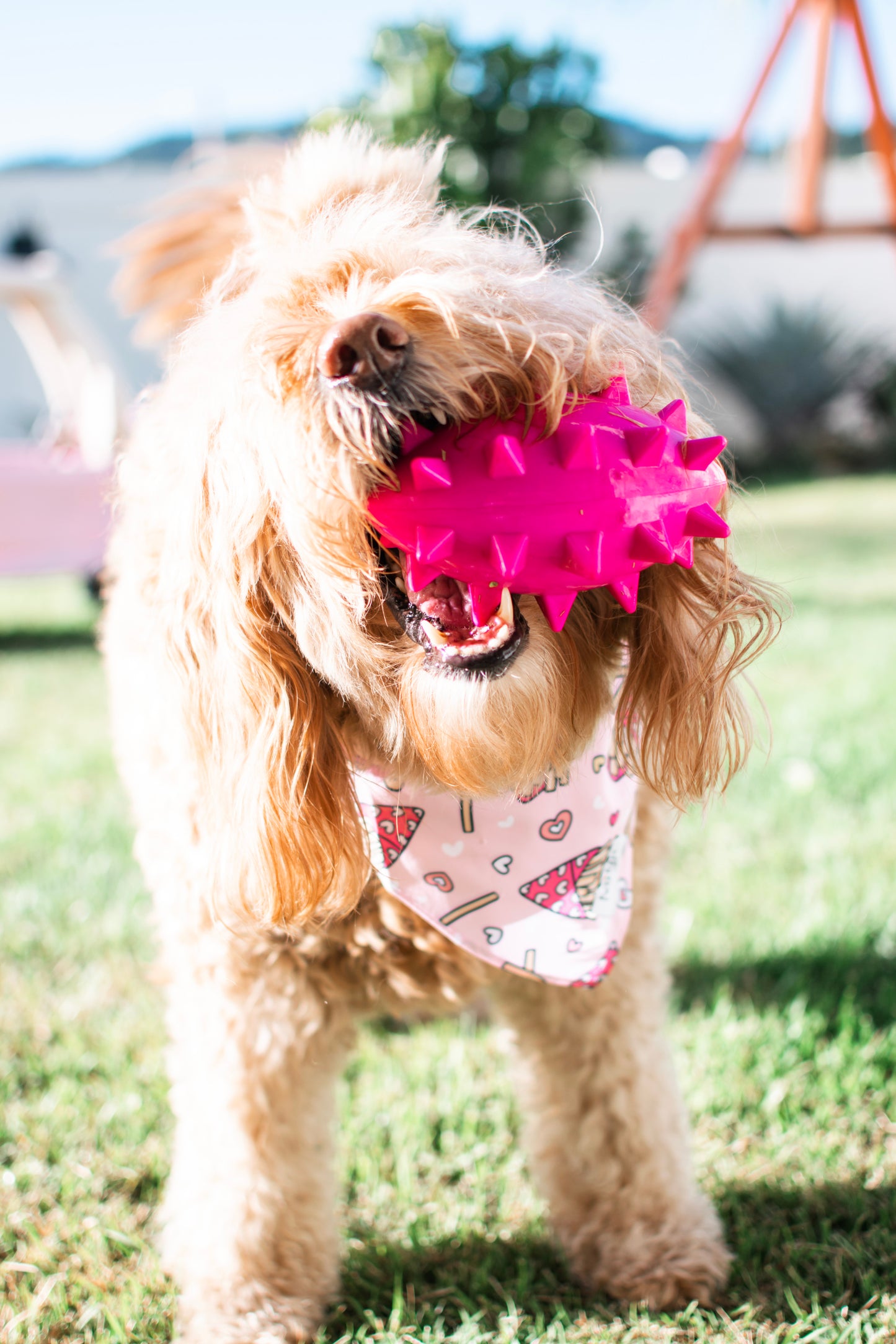 Kai Pup Limited Edition Valentines Bandanas - Fries B4 Guys