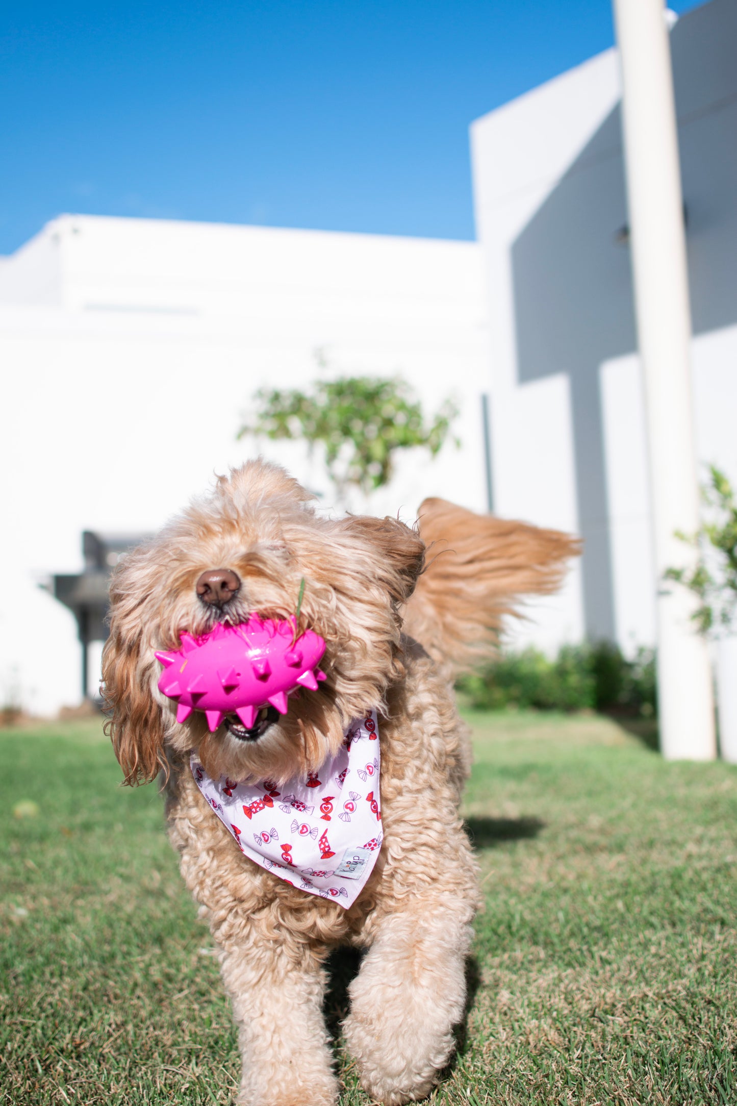 Kai Pup Limited Edition Valentines Bandanas - Candy
