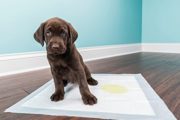 Kai Pup Paw Pads