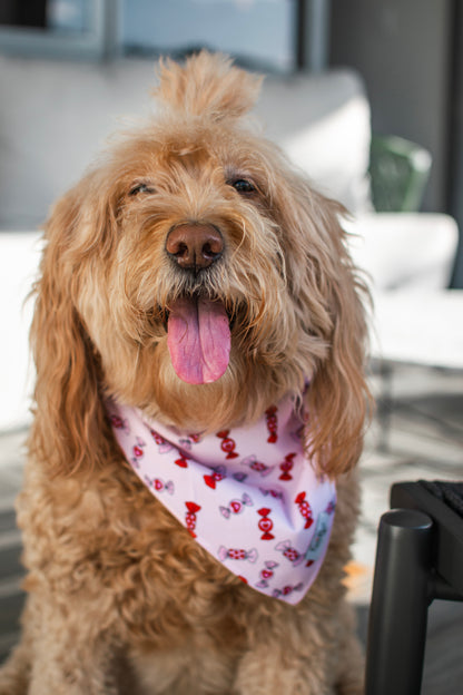 Kai Pup Limited Edition Valentines Bandanas - Candy