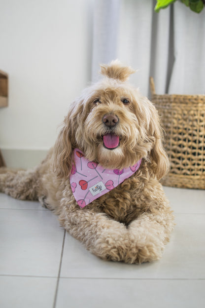 Kai Pup Limited Edition Valentines Bandanas - Heart Lollipops